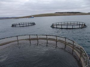 Novel feeds key to supporting future aquaculture growth