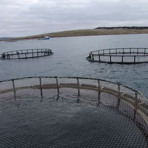 Novel feeds key to supporting future aquaculture growth