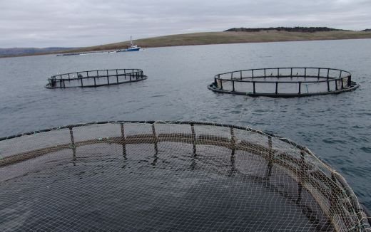 Novel feeds key to supporting future aquaculture growth
