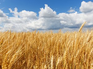 EU to consider fallow land to counter grain supply disruption