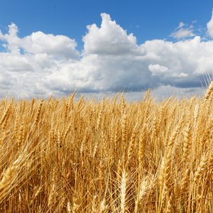 EU to consider fallow land to counter grain supply disruption