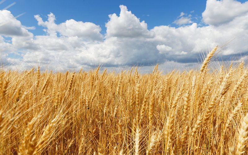 EU to consider fallow land to counter grain supply disruption