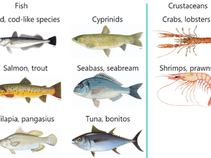 FAO GLOBEFISH Price Dashboard