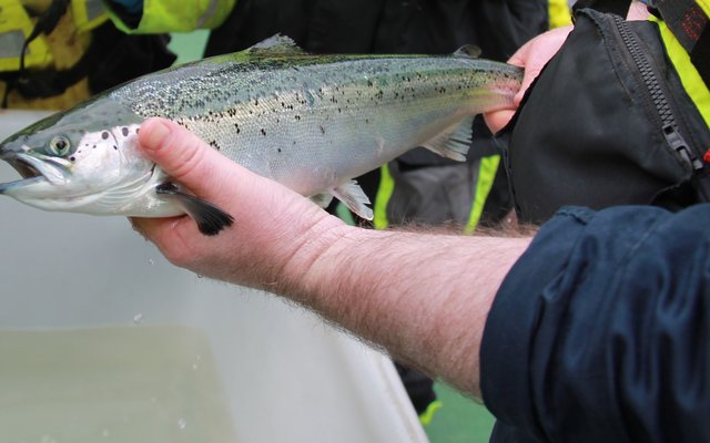 Experts look to strike the right balance for salmon gill health
