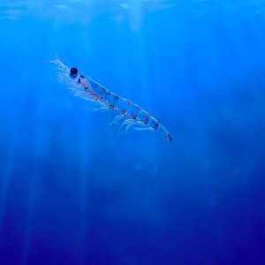 Aker BioMarine reports low 2021 krill harvest