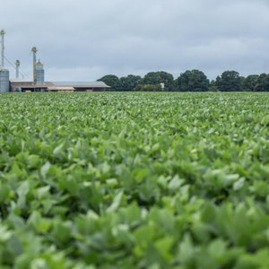 Global soy exporters adopt new method to eliminate deforestation in Brazils Cerrado region