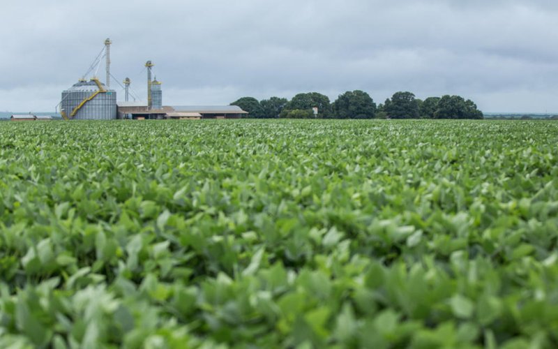 Global soy exporters adopt new method to eliminate deforestation in Brazils Cerrado region