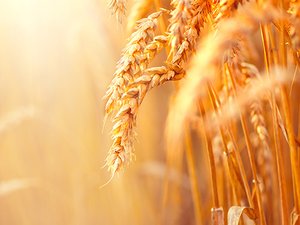 Life cycle assessment shows reduced carbon footprint in stored grains with mold inhibitor