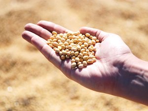 Global soybean stocks fall