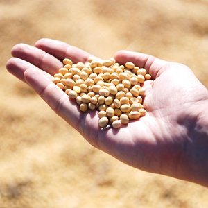 Global soybean stocks fall