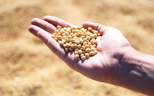 Global soybean stocks fall