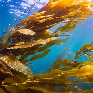 NOAA opens 60-day public comment period for California aquaculture opportunity areas