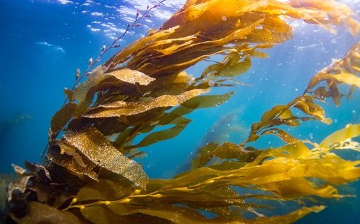 NOAA opens 60-day public comment period for California aquaculture opportunity areas