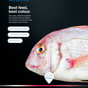 Aquasoja develops feed for a colorful red porgy