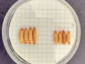 Insect genetic selection program yields 20% improved production