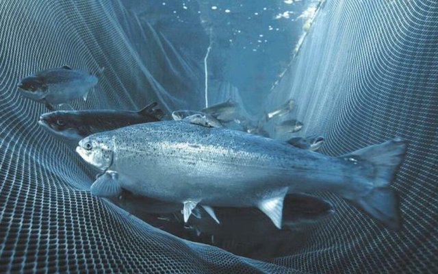 Russian salmon and trout production raises