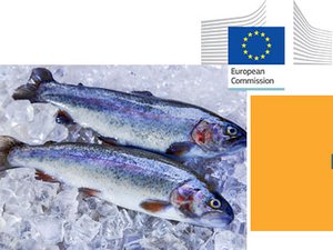 Rainbow trout supply chain in the EU