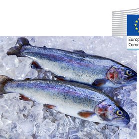 Rainbow trout supply chain in the EU