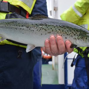 In-feed sea lice vaccine to be tested