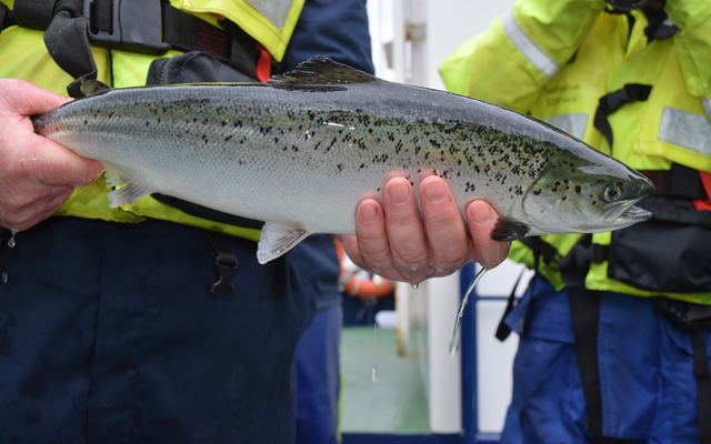 In-feed sea lice vaccine to be tested