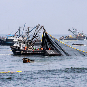Peru announces 2.78 million-ton anchovy quota for the 2020 second season