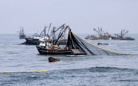 Peru announces 2.78 million-ton anchovy quota for the 2020 second season