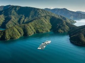 GAA evaluates best practices in animal welfare in salmon