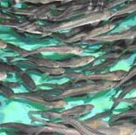 Corps seek public comments on revised and new nationwide permits for aquaculture - USA