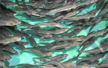 Corps seek public comments on revised and new nationwide permits for aquaculture - USA