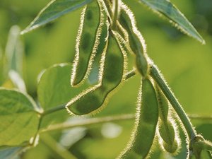 GMO soybean gets EU approval for feed use