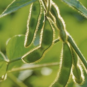 GMO soybean gets EU approval for feed use