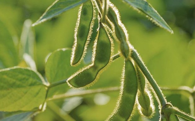 GMO soybean gets EU approval for feed use