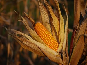 China to develop high-protein corn varieties for animal feed