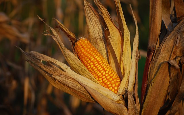 China to develop high-protein corn varieties for animal feed