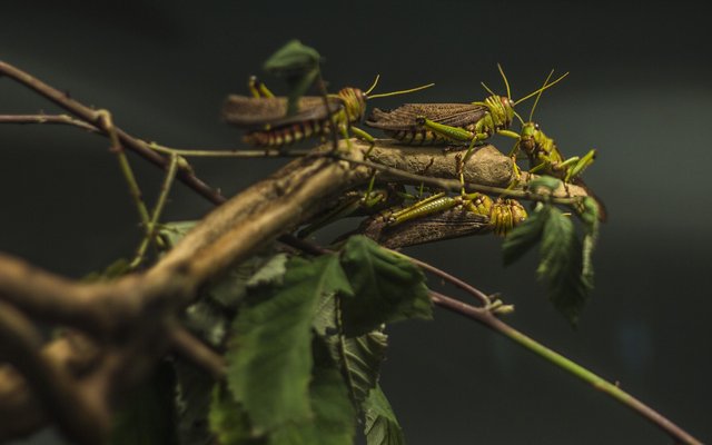 EU to approve migratory locust for human consumption