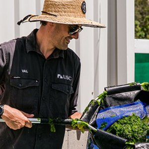 Study finds seaweed quadruples fish immunity