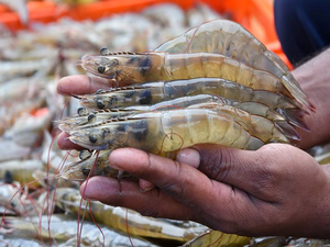 Alternative feed ingredient enhances survival and weight in shrimp