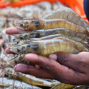Alternative feed ingredient enhances survival and weight in shrimp