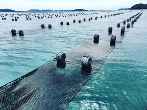 Australian seaweed, a $1.5 billion blue economy opportunity