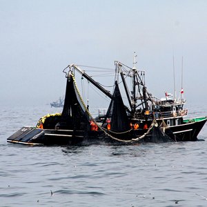 Peru announces 2.41 million tons anchovy quota for the 2020 first fishing season