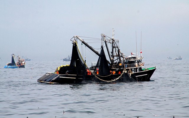 Peru announces 2.41 million tons anchovy quota for the 2020 first fishing season