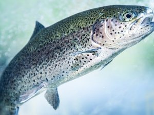 Insect-derived feed supplement helps in the fight against Cold Water Disease