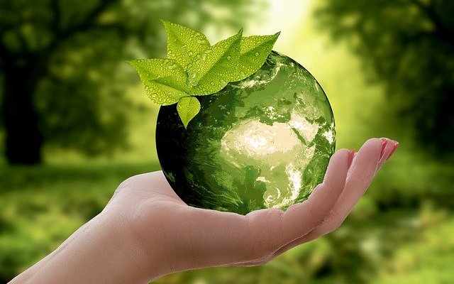 Which novel ingredient is more environmentally sustainable?