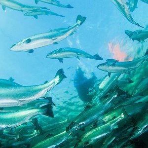 Cargill to enter the seafood production market