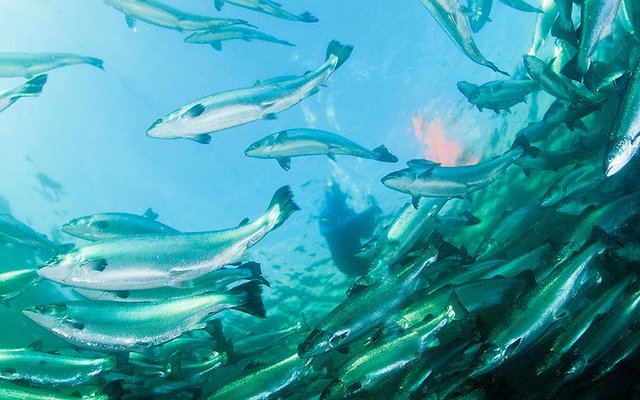 Cargill to enter the seafood production market