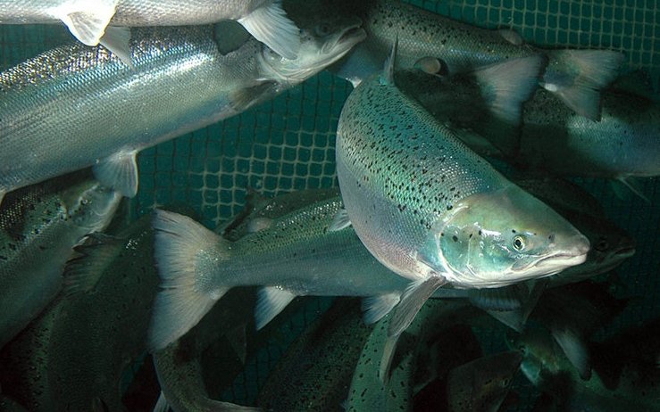 Study finds immune response in salmon through SRS oral vaccine