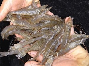 Vietnams whiteleg shimp exports grow strong in 2015-2019