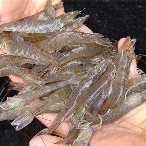 Vietnams whiteleg shimp exports grow strong in 2015-2019