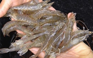 Vietnams whiteleg shimp exports grow strong in 2015-2019