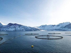 DSM aims to reduce reliance on marine resources